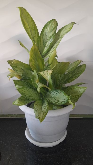 Үй гүлдері сатылады