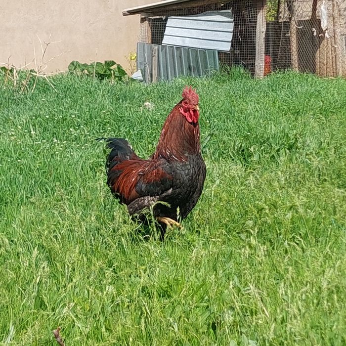 Қораз, Петух сатылады.