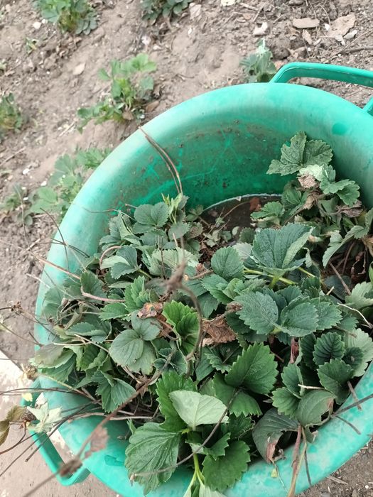 Рассада клубники продам
