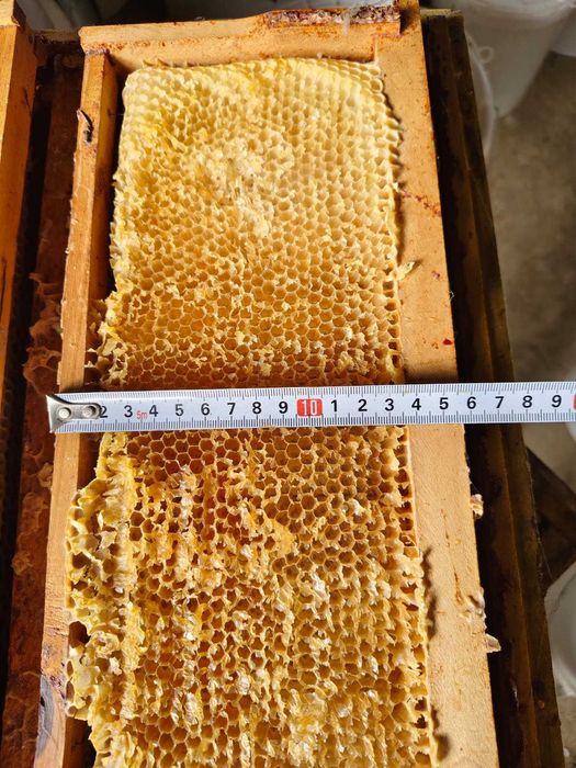 Rame Albine 1/2 si Magazii Caturi cu faguri claditi