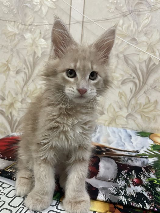 Продается котенок мейн-кун