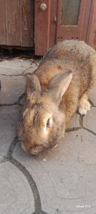 Iepure german mascul