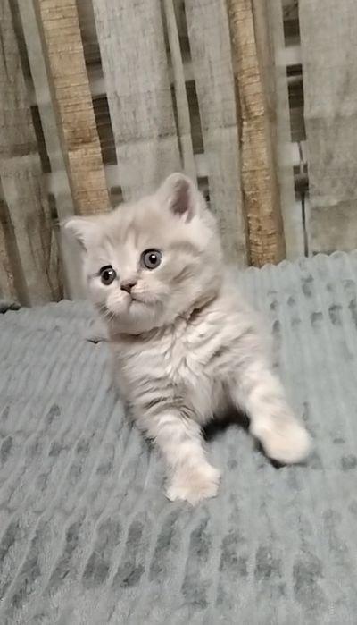 Девочка. Скоттиш страйт.