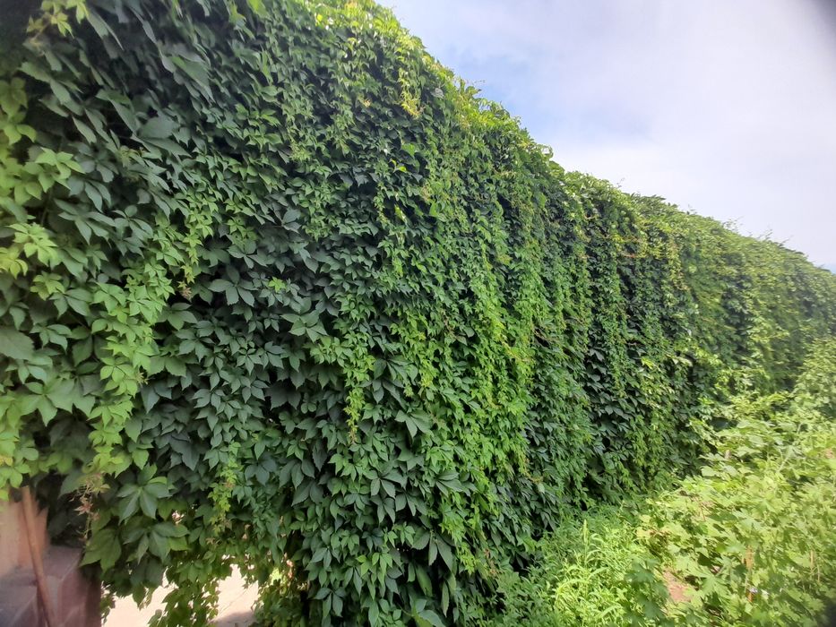 Девичий виноград