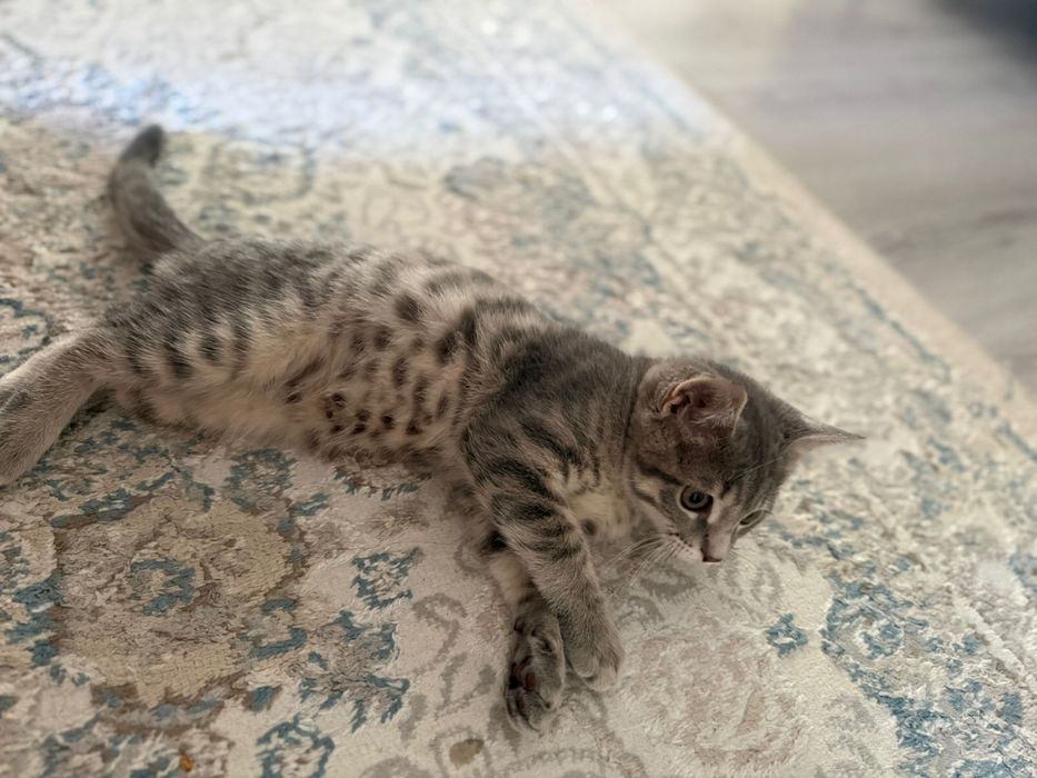 котенок мальчик отдам бесплатно