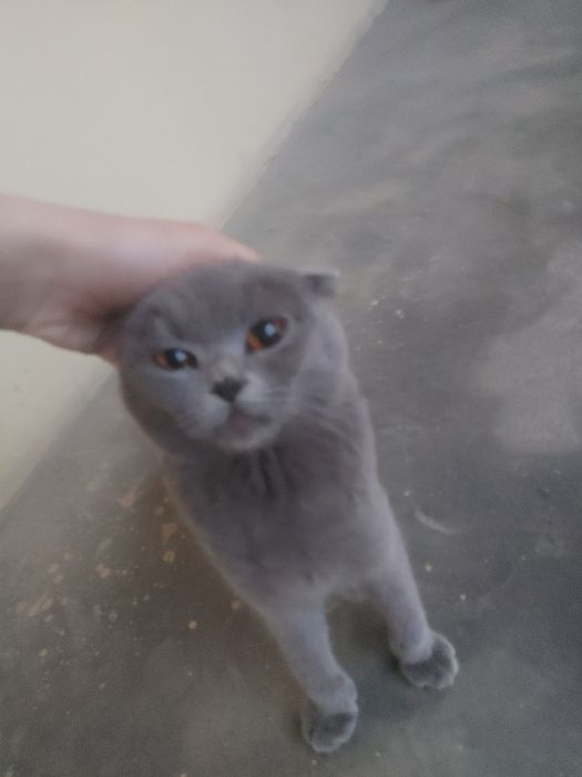 Scottish Fold,1,5 – 2,5 yosh,aqlli va odamga tez o‘rganuvchan,