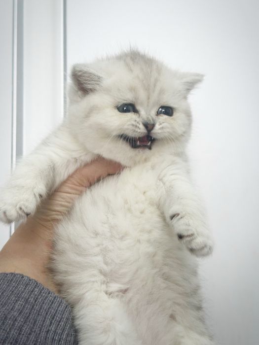 Британички в продаже