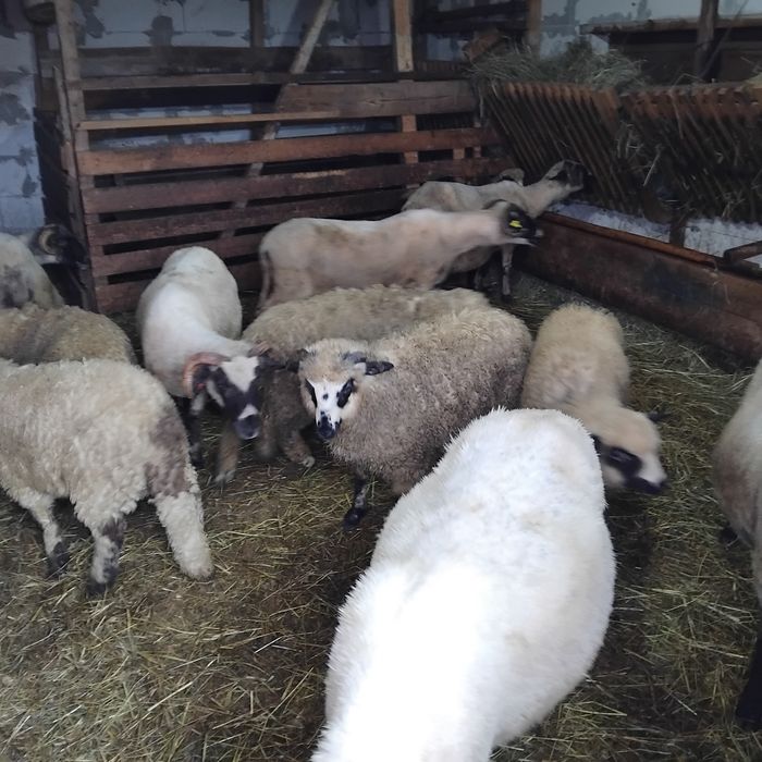 Vând șase oi breze