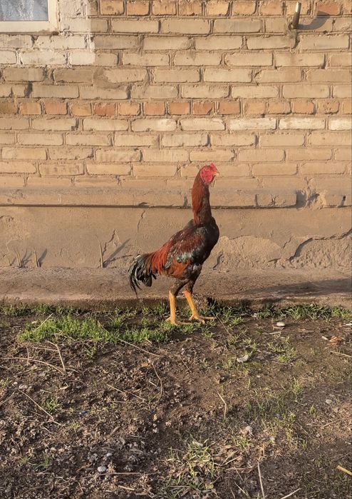 Осы шөже қораз сатлады