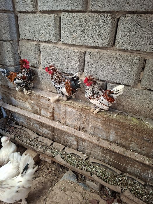 Куры карликовые...