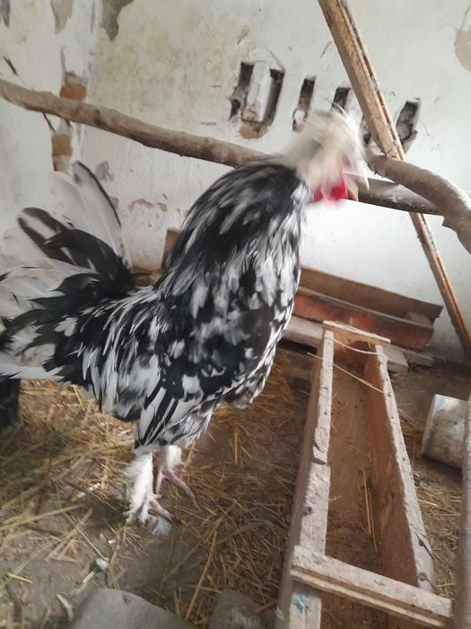 Oua incubat motata olandeza