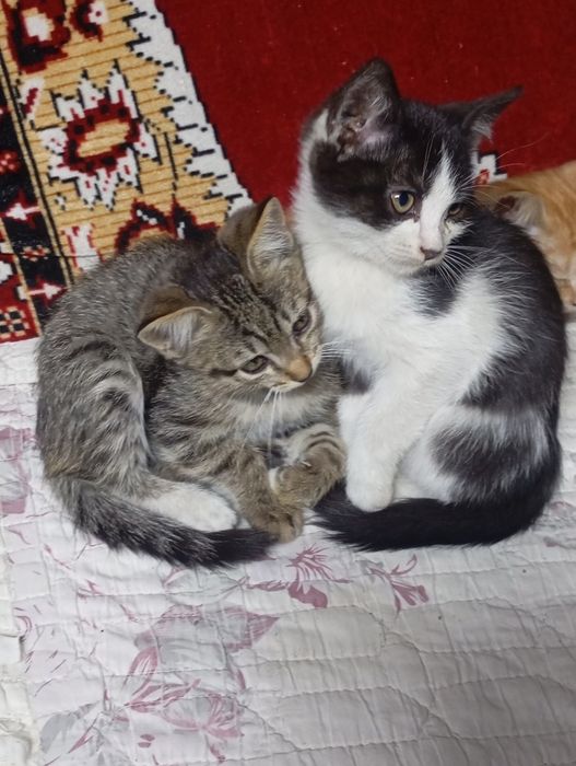 Отдам котят в добрые руки.