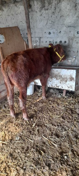 Она бола сигир сотилади