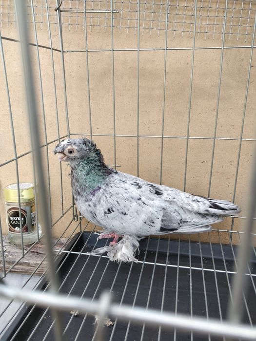 Голуби двухчубые