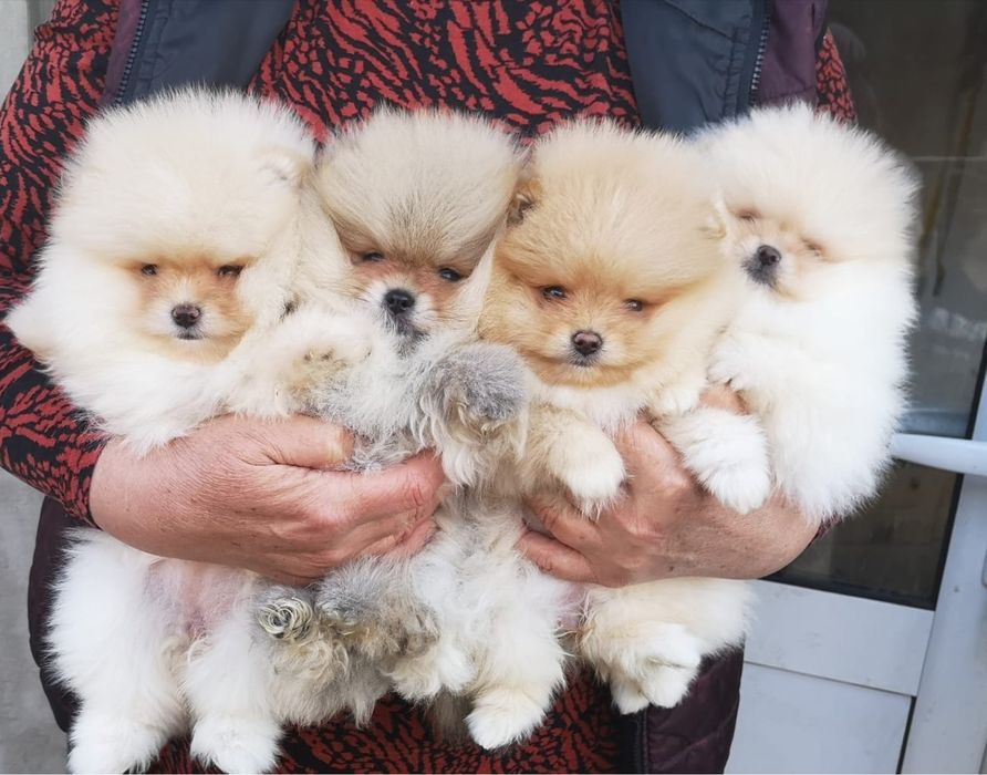 Померан Мини