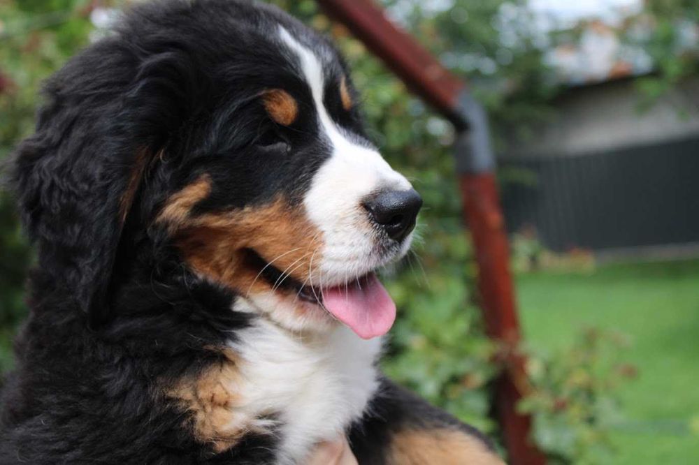 3 femele Ciobănesc de Berna - Pedigree UCHR