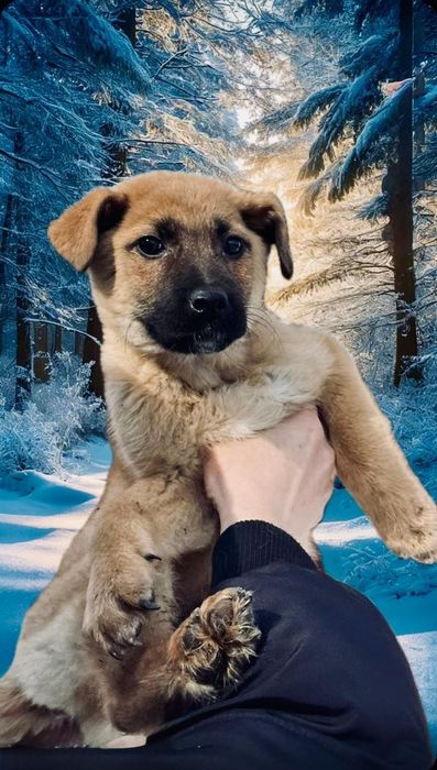 Щенки в добрые руки.