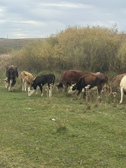 Продам бычка и коровы