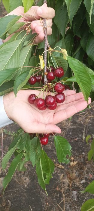 Продавам череши Ранна черна