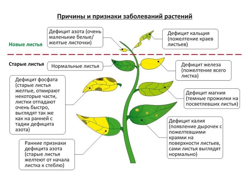 Как выглядят листья при нехватке микроэлементов
