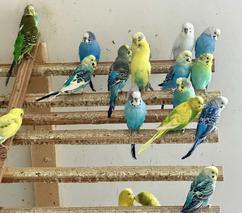 Vând Peruși și Micul și Marele Alexander