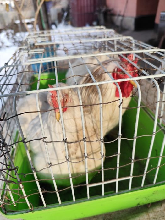 Кохинхины карликовые белые пара