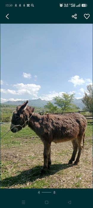 Продам ослиц в положении