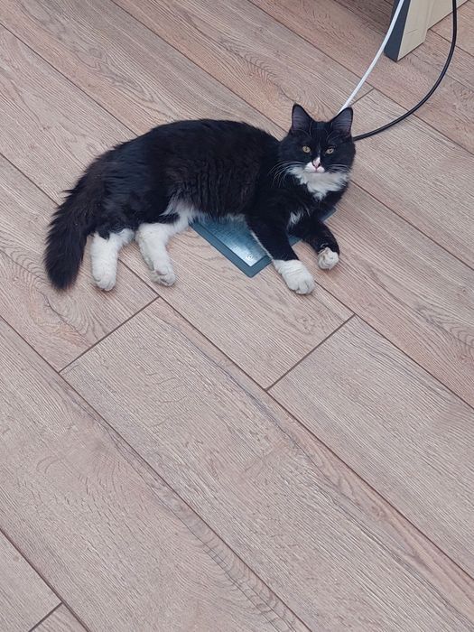 Котенок мальчик ласковый Ташкент