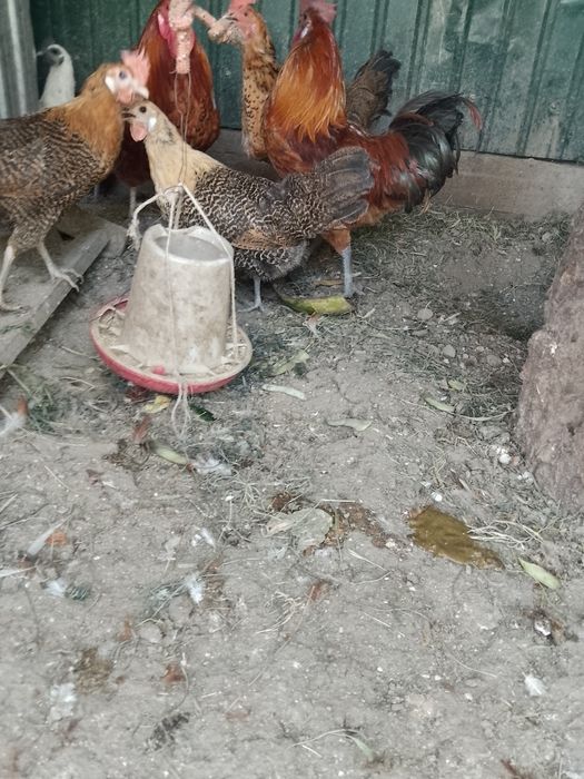 Продам молодых курей.прошлогодний выводок.