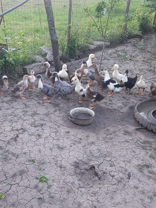 Vând rațe românești