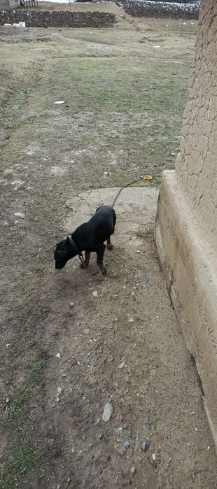 Яхтерер собака р