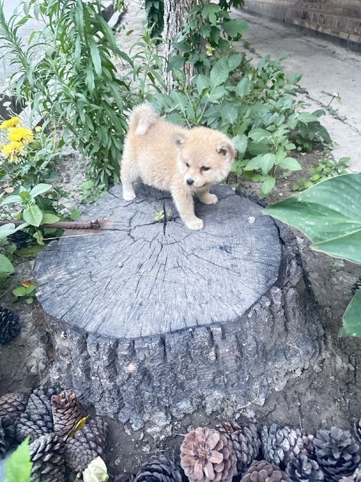 Японская Акита Ину- хатико