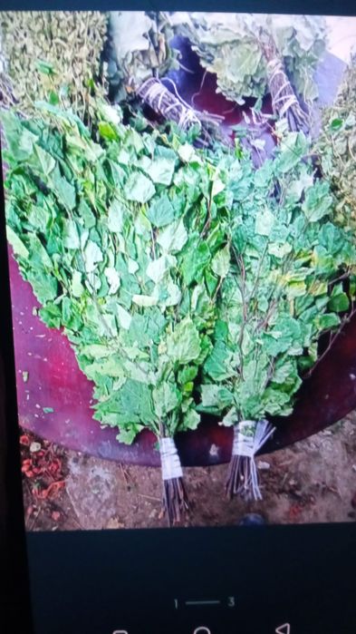 Продам веники берёзовые