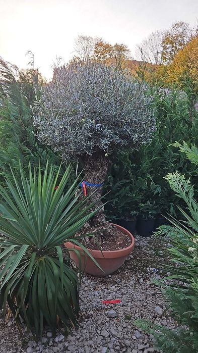 Maslin Roditor Oleea