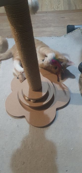 Котенок 5  месяца