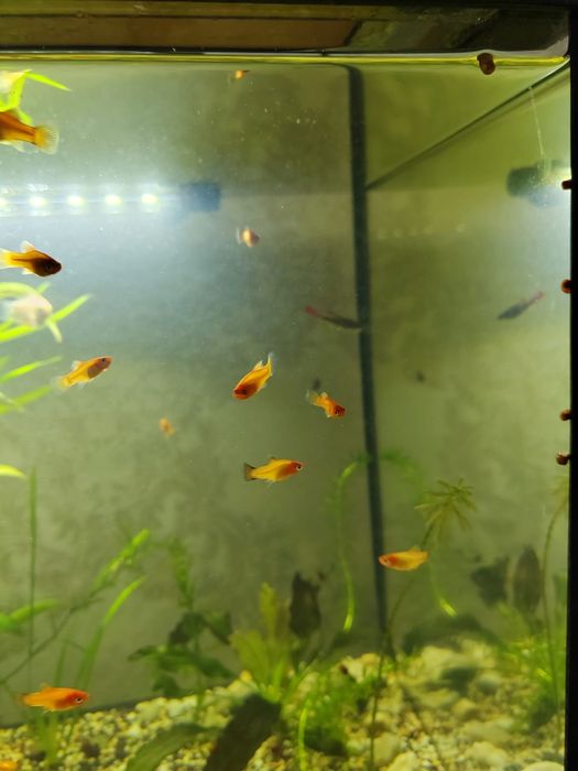 Мальки пицилии месячные