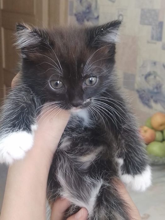 Отдам котят в добрые руки