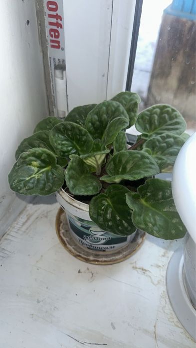 Комнатные растения разные