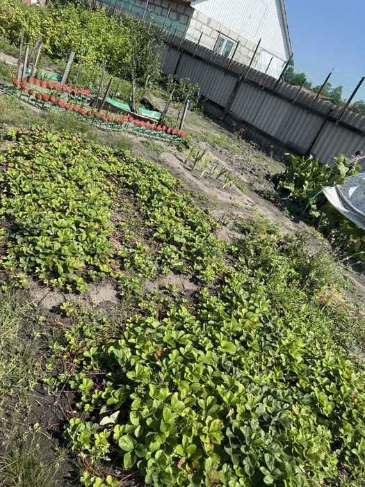 Продам дачу сообщество «Борки»