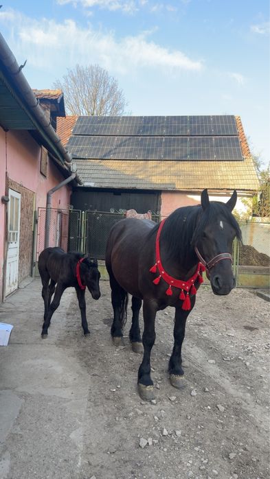 Vand iapa de 6 ani cu manza de 2 saptamani