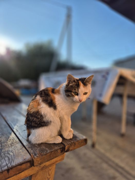 Потерялась кошечка