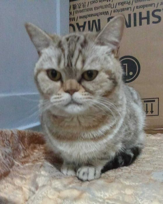 Необычная кошечка ищет дом