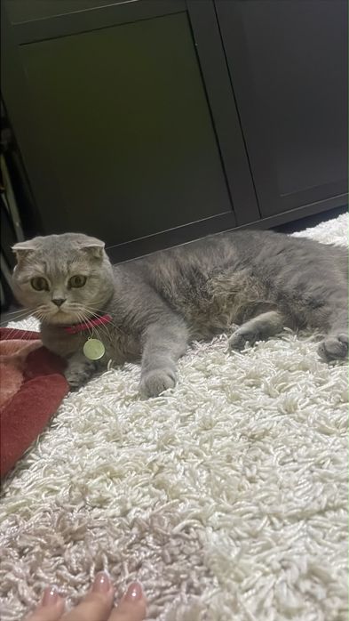 Котята ласковые игровые  пародистые