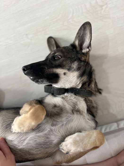 Пропала собака, девочка