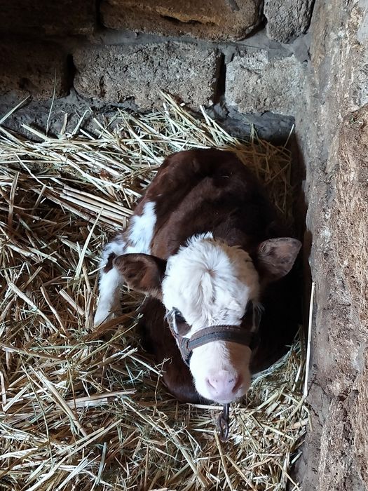 Сауынды сиыр сатылады