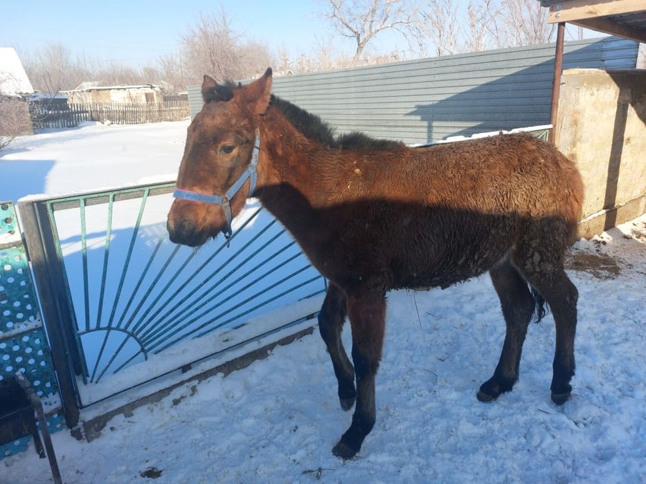 Продается жабағы