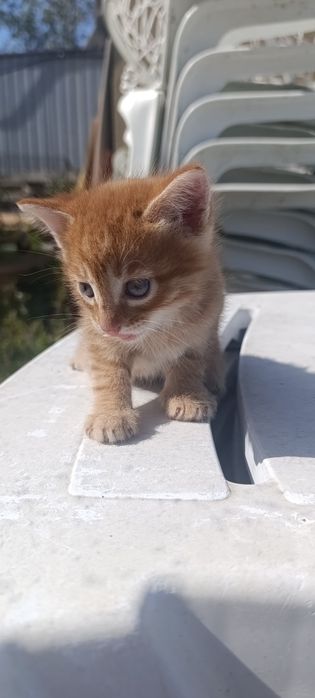 Котята бесплатно