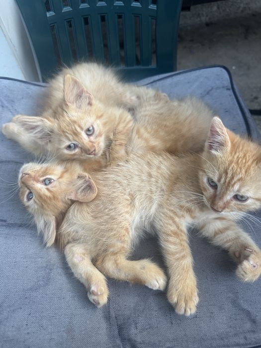 Подарявам котета