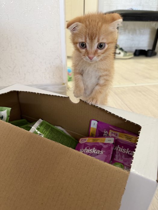 Вислухий Котёнок, 2 месяца