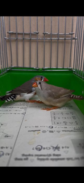 Амадинка Амадин Amadinka Amadin